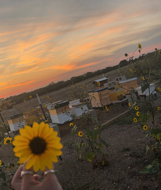 Sunset over Adkins Bee Yard